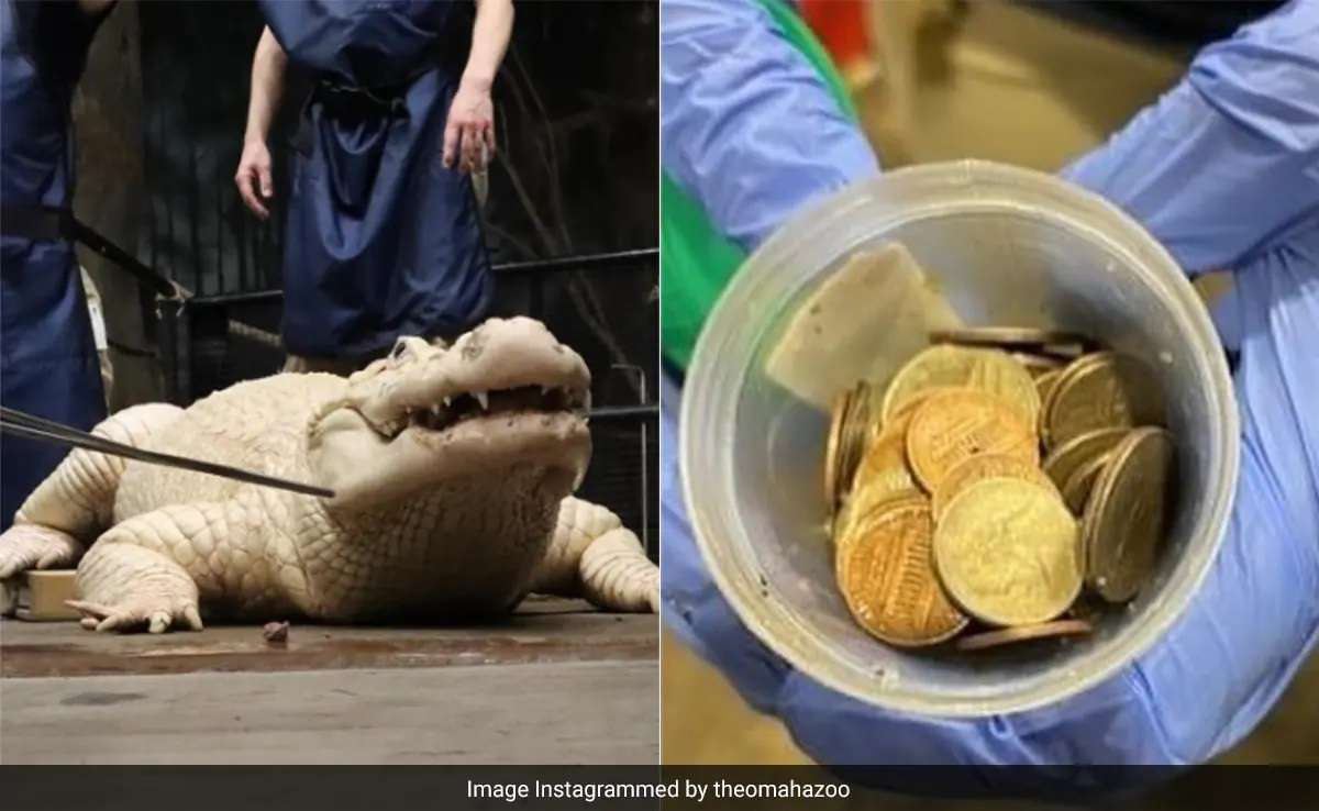 US Zoo Extracts 70 Coins From Alligator, Urges Visitors To Avoid Tossing Money